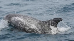 Делфин грей